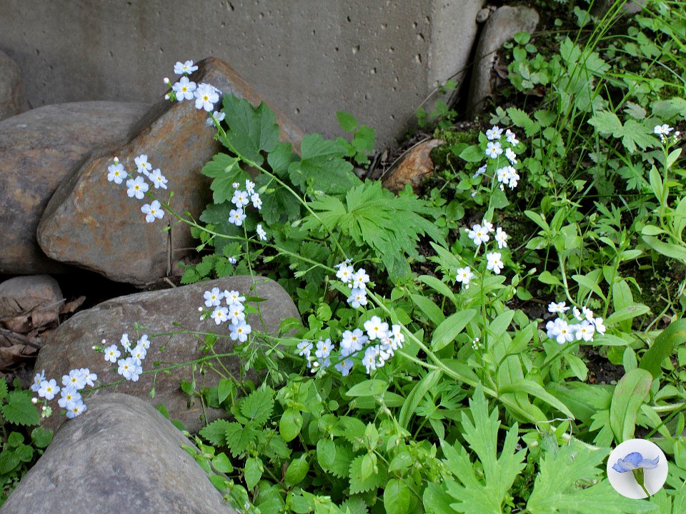 Myosotis scorpioides Oulu, Finland 04.07.2013