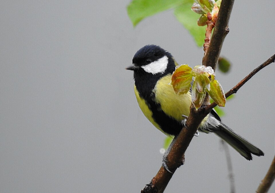 Wildlife animal yellow photo