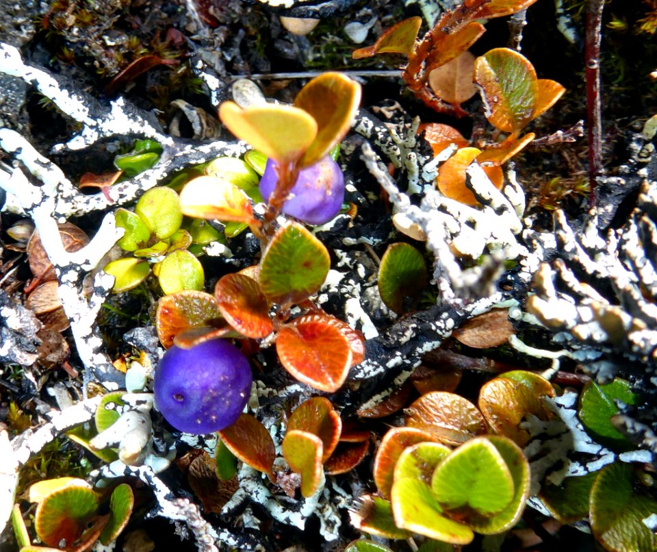 Myrsine nummularia4 by Peter de Lange