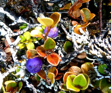 Myrsine nummularia4 by Peter de Lange