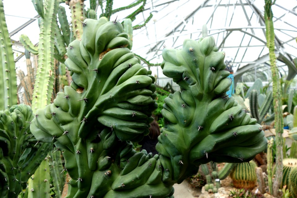 Myrtillocactus geometrizans - Krohn Conservatory - DSC03536
