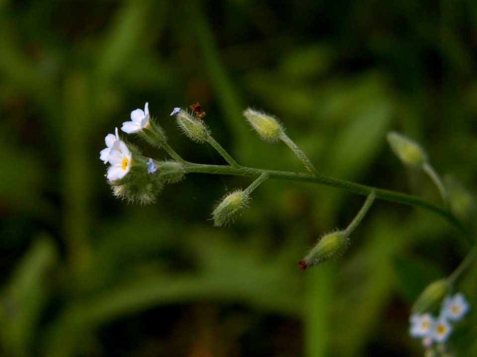 Myosotis laxa, 2015-06-12, Mount Lebanon, 06