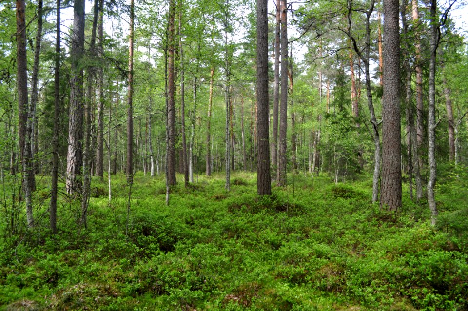 Myr - Hvalstaskogen