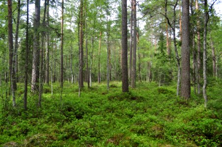 Myr - Hvalstaskogen