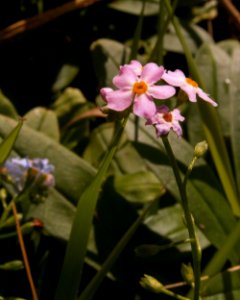 Myosotis scorpioides, pink, 2020-10-14, Wexford, 01