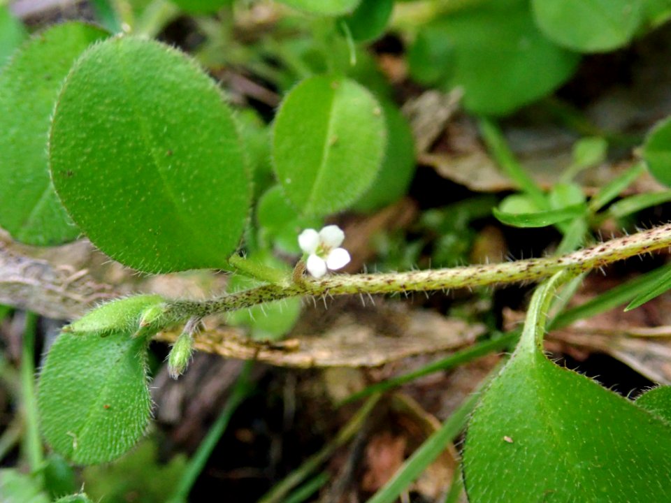 Myosotis spatulata 52292770