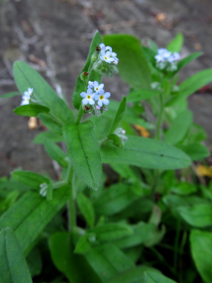 Myosotis laxa, 2021-06-13, Seldom Seen, 01