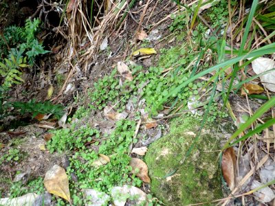 Myosotis spatulata 53335457