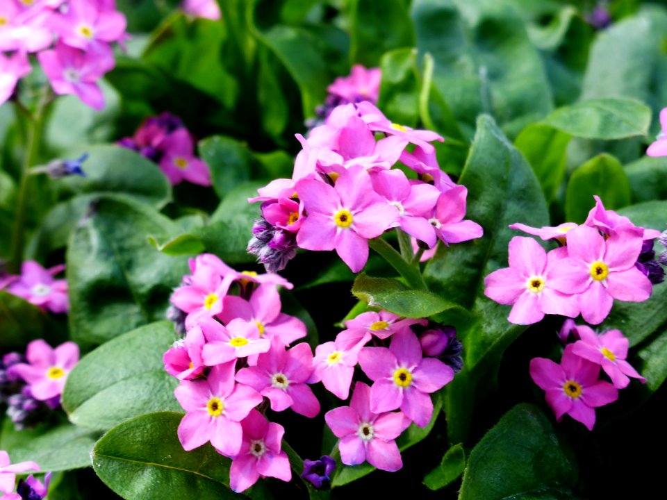 Myosotis-sylvatica-1