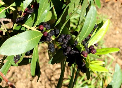 Myrica faya - Jardín Botánico de Barcelona - Barcelona, Spain - DSC09152