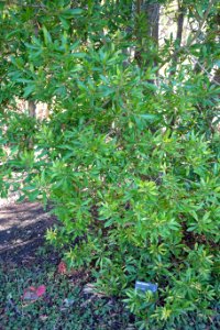 Myrica californica - Leaning Pine Arboretum - DSC05800