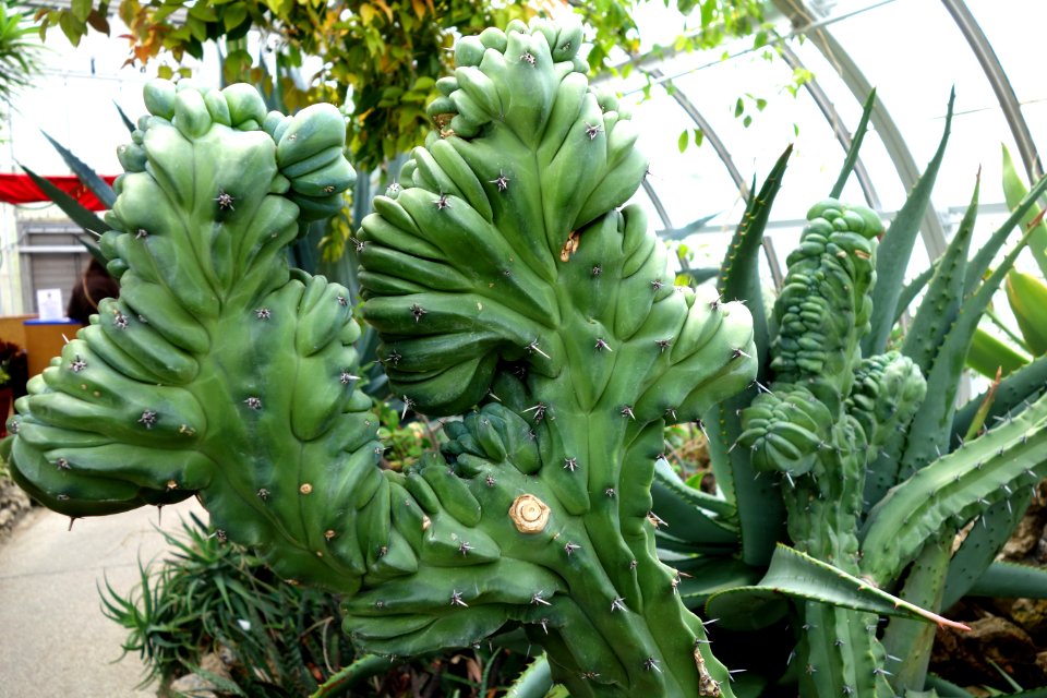 Myrtillocactus geometrizans - Krohn Conservatory - DSC03535