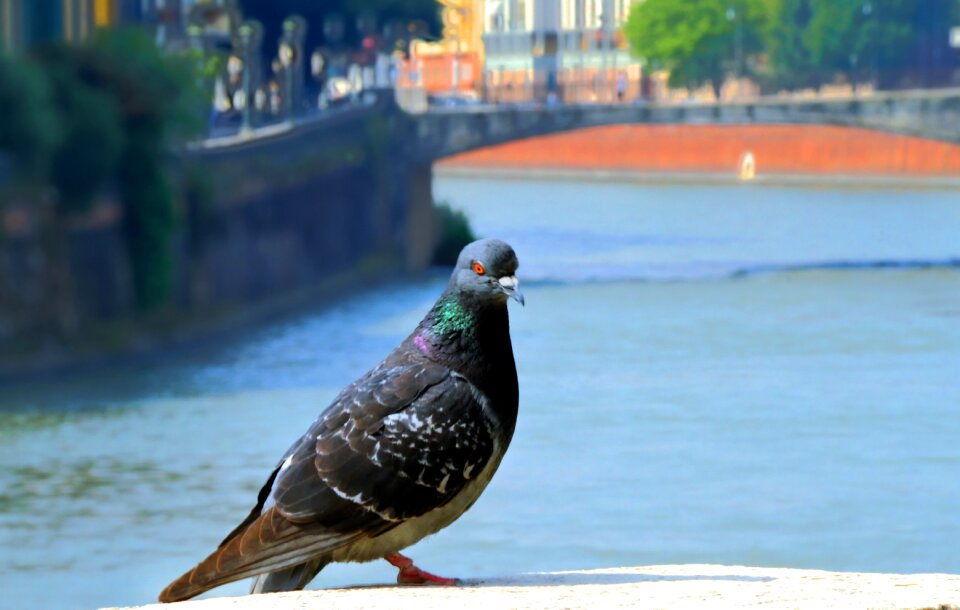 Feather dove portrait