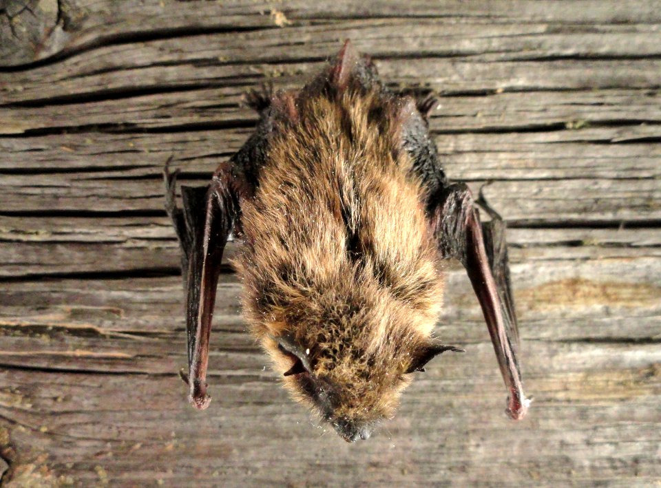 Myotis mystacinus - Finnish Museum of Natural History - DSC04569