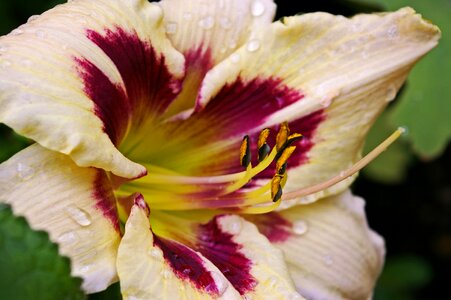 Flower plant garden