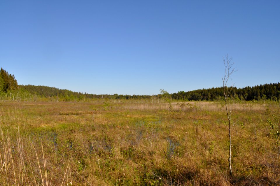 Myr - Marsjöns naturreservat 2