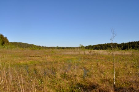 Myr - Marsjöns naturreservat 2
