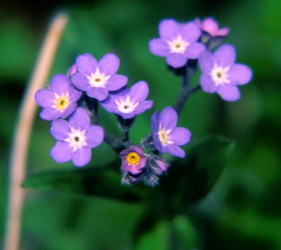 Myosotis sylvatica (Kamikochi)