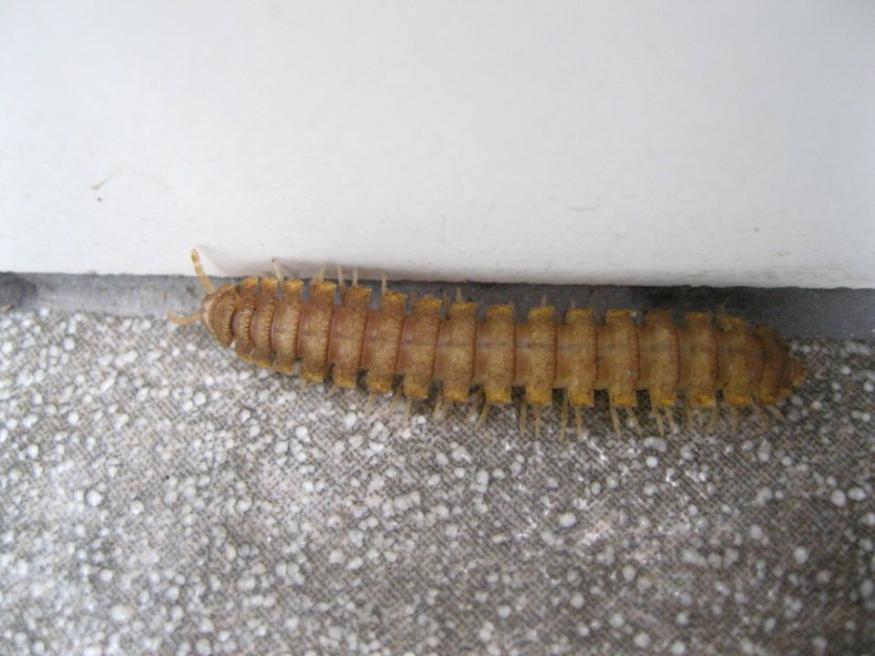 Myriapoda near Sabalito Costa Rica