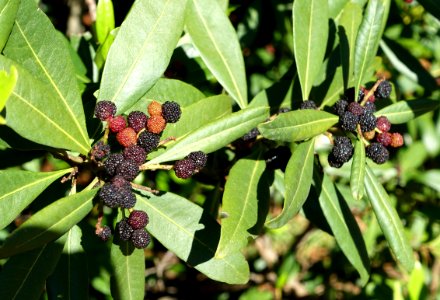 Myrica faya - Jardín Botánico de Barcelona - Barcelona, Spain - DSC09153