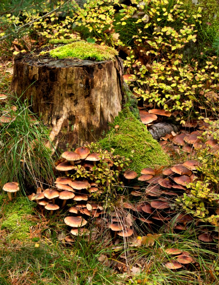 Mushrooms by a tree stump 5