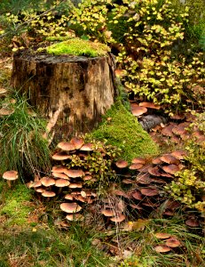 Mushrooms by a tree stump 5 photo