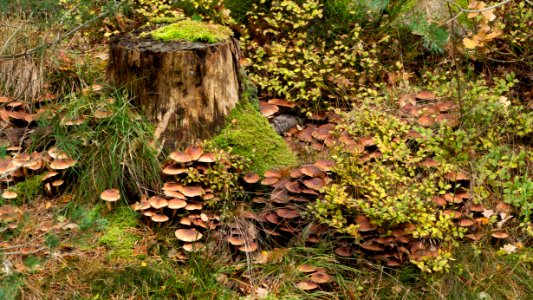 Mushrooms by a tree stump 2 photo