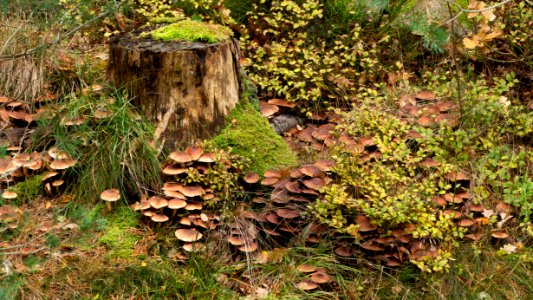 Mushrooms by a tree stump 2