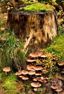 Mushrooms by a tree stump 1 photo