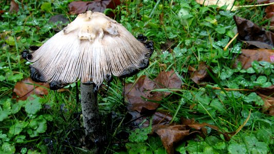 Mushroom, Kane Woods, 2020-10-30, 03