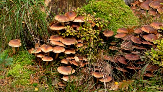 Mushrooms in a slope 2 photo