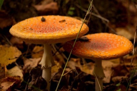 Mushroom Drug (186106493)