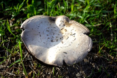 Mushroom With Black Gills (2)