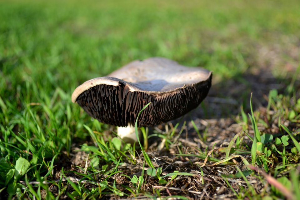 Mushroom With Black Gills (3)