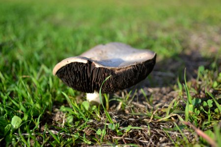 Mushroom With Black Gills (3)