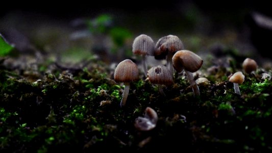 Mushrooms (228795817)