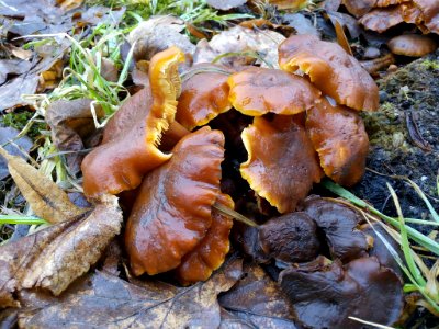 Mushrooms (210630357)