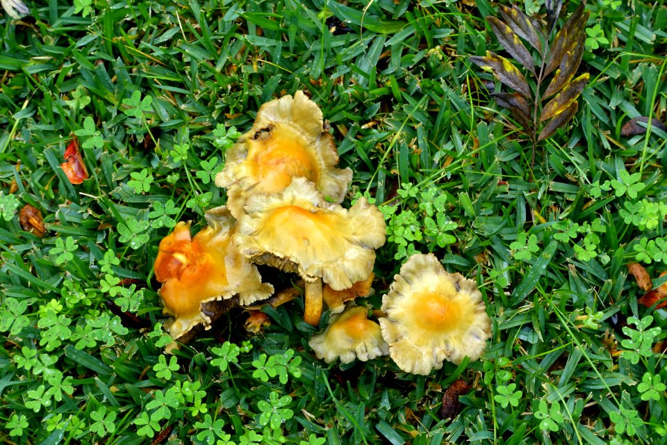 Mushrooms - Jardim Botânico da Universidade de Coimbra - Coimbra, Portugal - DSC08893