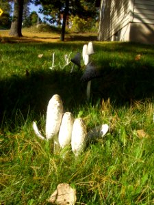 Mushrooms 906