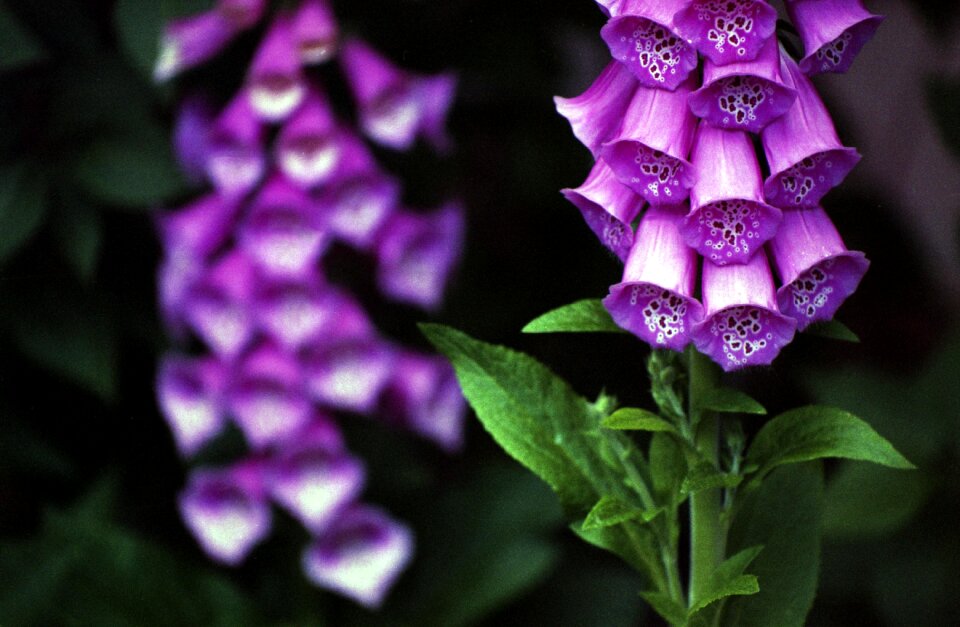 Purple foxglove lady's glove purple