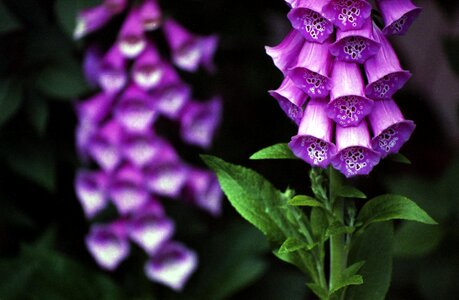 Purple foxglove lady's glove purple