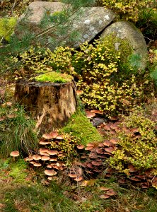 Mushrooms by a tree stump 4 photo