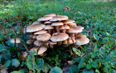 Mushrooms (184167653) photo