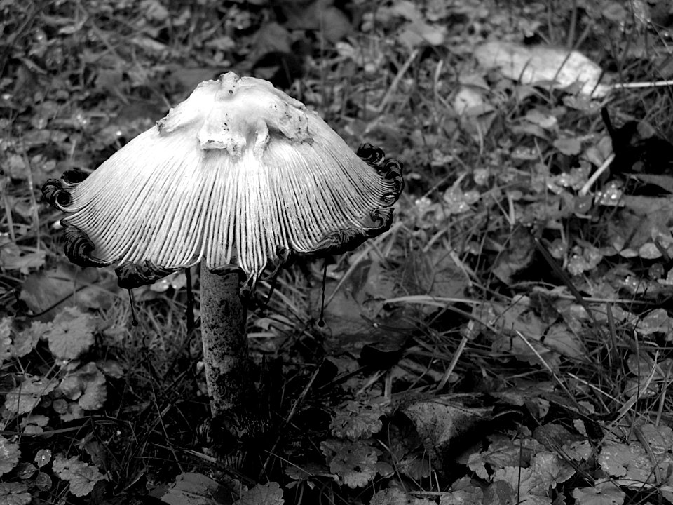 Mushroom, Kane Woods, 2020-10-30, 02