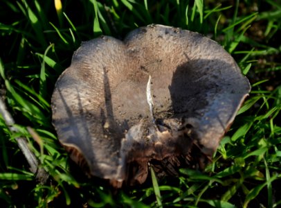 Mushroom With Black Gills (4)