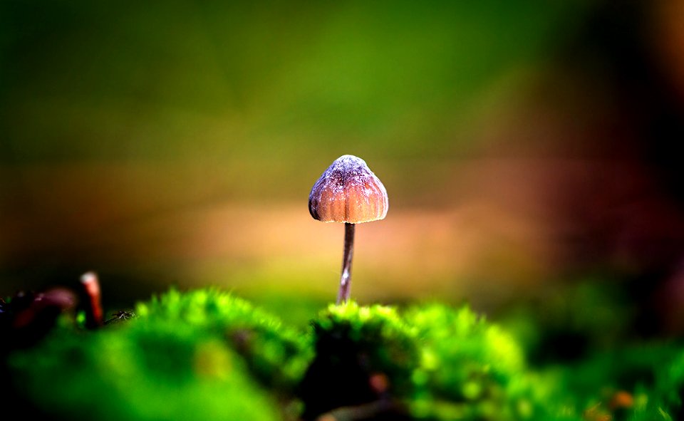 Mushroom (49386742)