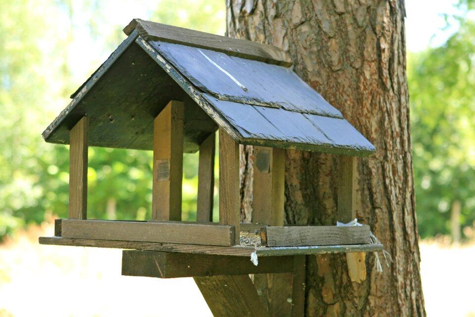Bird birdbox birdhouse