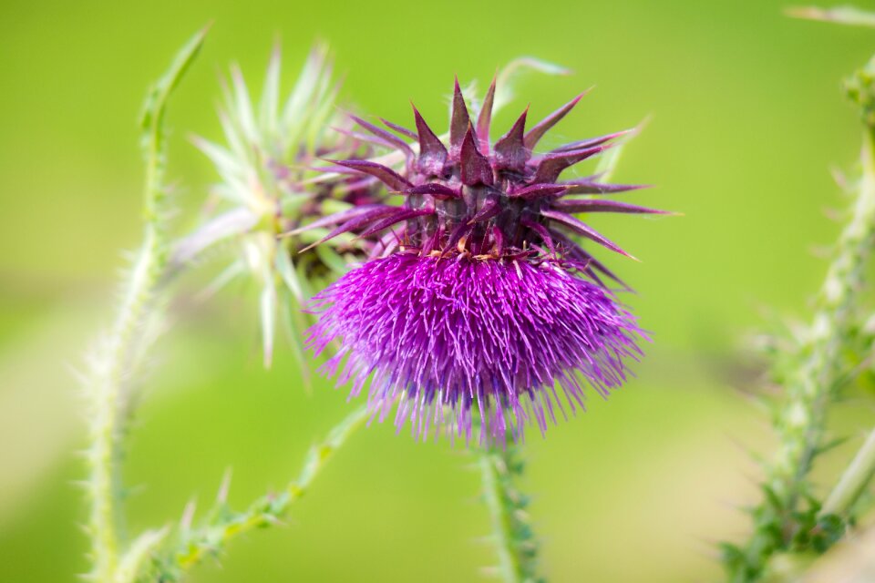 Nodding thistle bisamistel purple