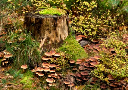 Mushrooms by a tree stump 3