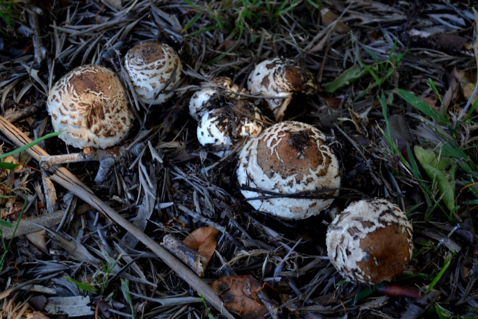 Mushrooms(2)